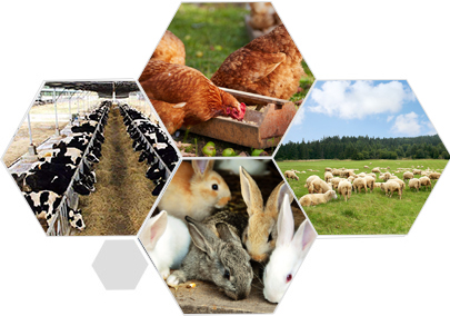 精益求精的品質 產品更優良、更安全衛生、更環保 精益求精的品質 產品更優良、更安全衛生、更環保